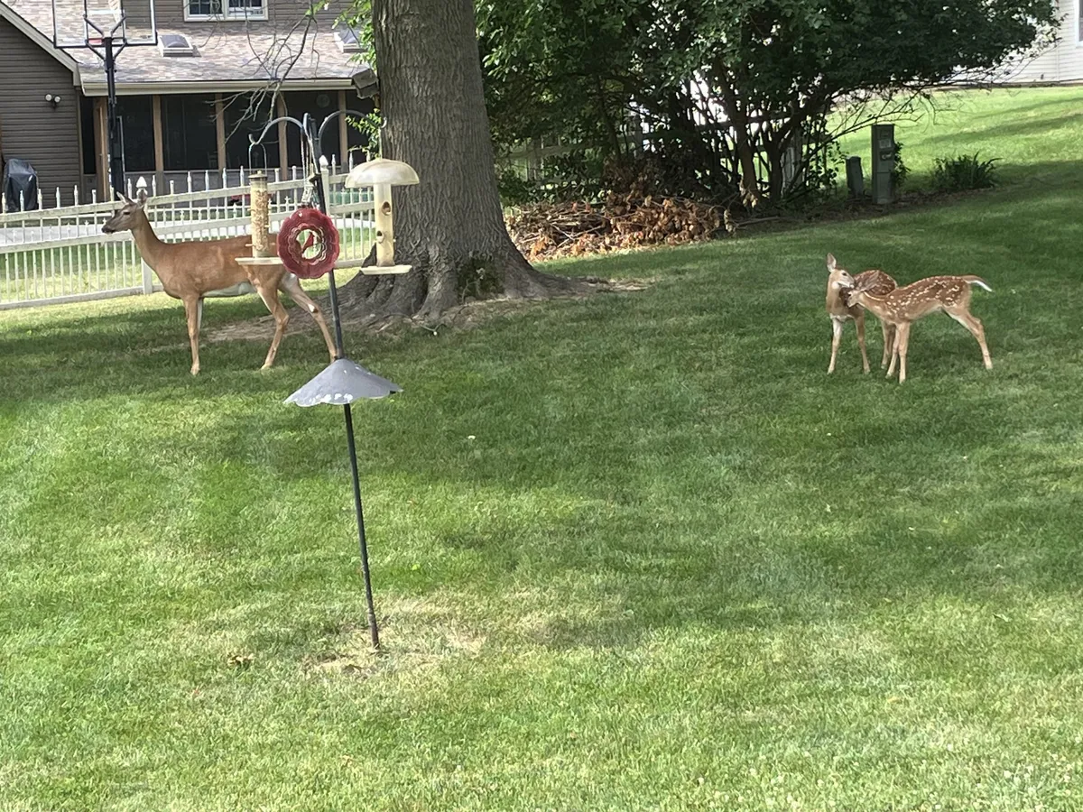 The exterior shot captures deer grazing near a bird feeder set against a lush green lawn and scattered trees. The blend of wildlife and birdwatching elements conveys a unique opportunity for guests to observe not only birds but also other wildlife in a calm, natural environment.