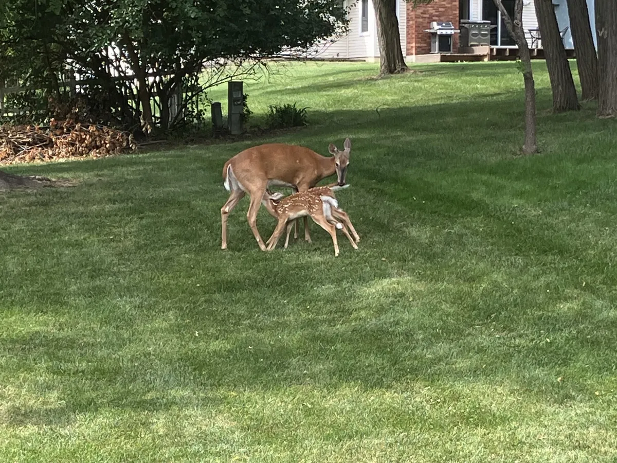 A serene outdoor scene features a deer and her fawn grazing on fresh green grass. The focus on peaceful wildlife moments underscores the area’s connection to nature and the sense of calm that visitors can expect.